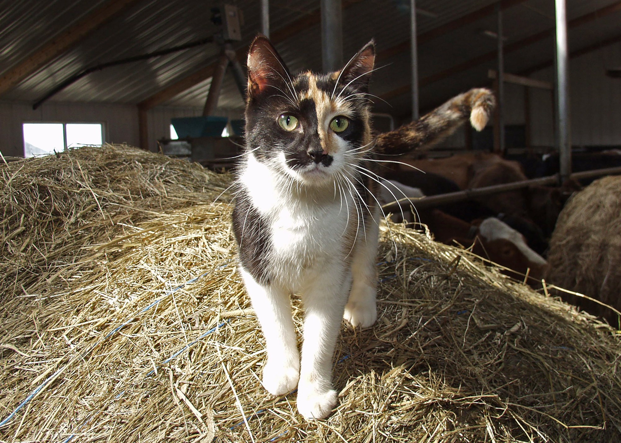 Komdu hérna, kisa mín