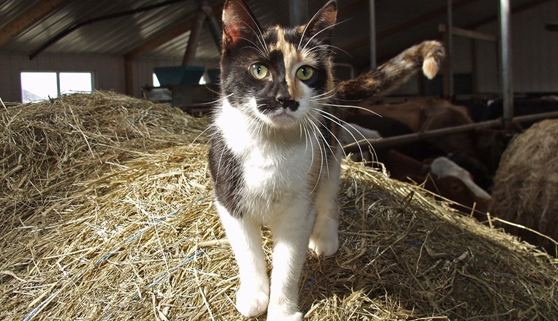 Komdu hérna, kisa mín