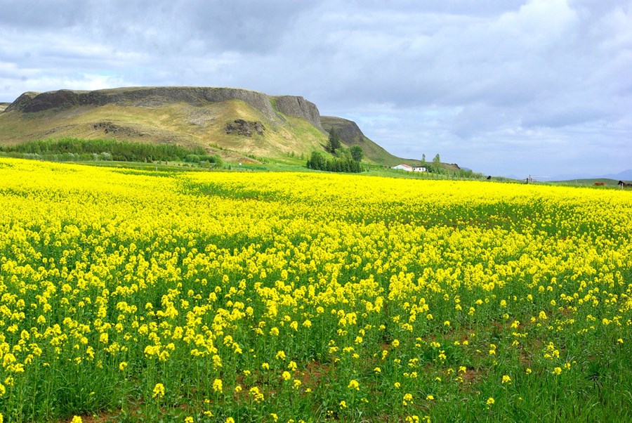 Íslenskur repjuakur. Í gögnum frá The New York Times kemur fram að aukning á uppskerumagni á repju hefur verið svipuð í Vestur-Evrópu og Kanada frá 1995 – þegar erfðabreytt afbrigði repju voru kynnt til sögunnar.