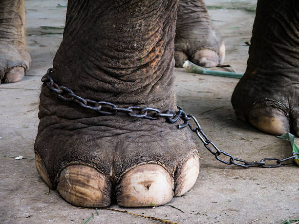 Villtum dýrum fækkar hratt