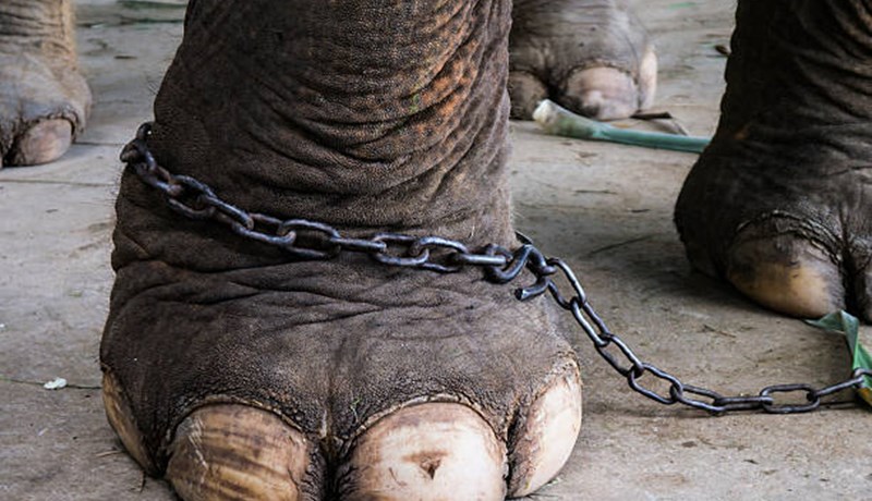 Villtum dýrum fækkar hratt