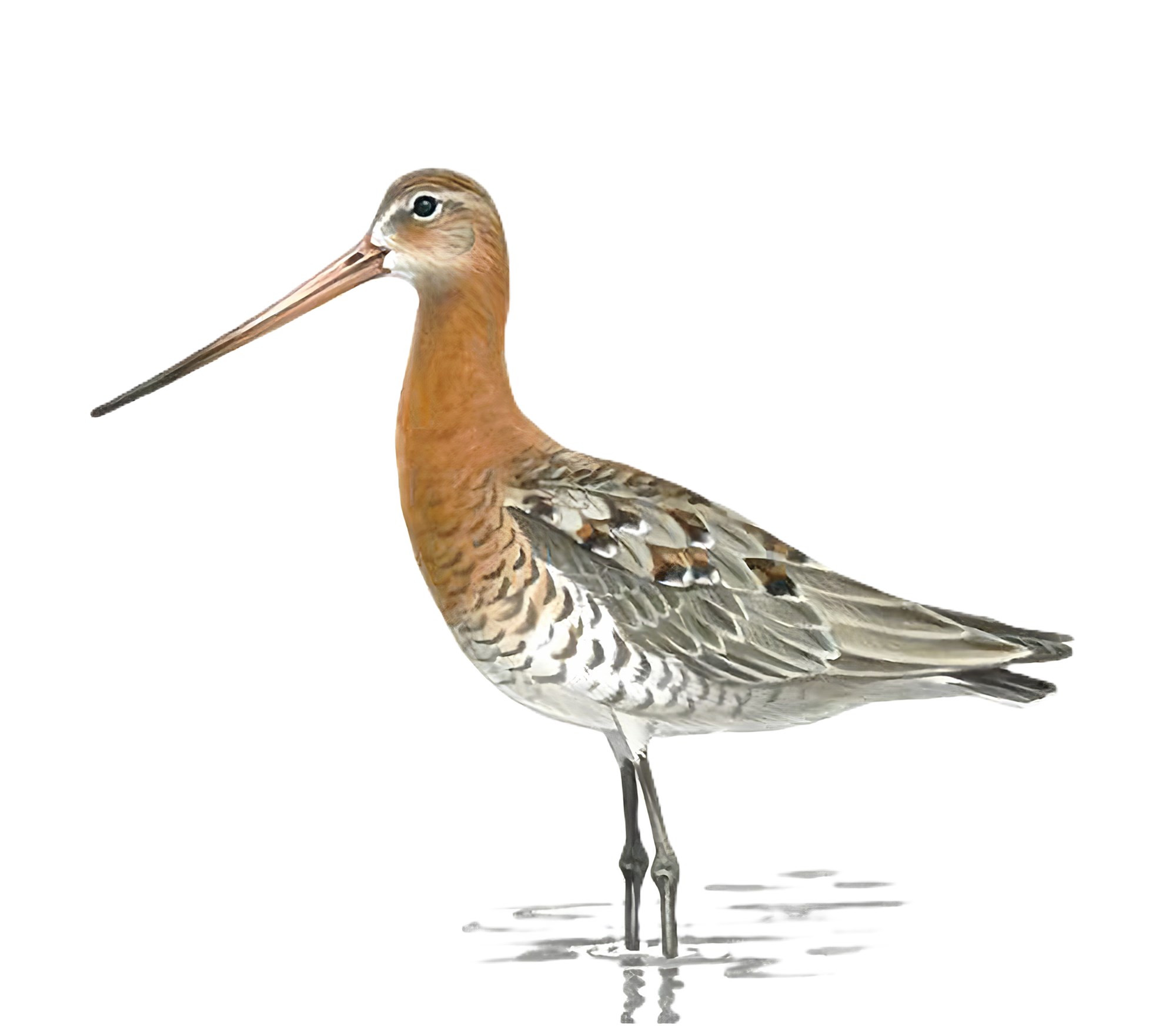 Veðurglöggur jaðrakan