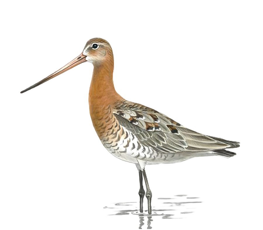 Veðurglöggur jaðrakan