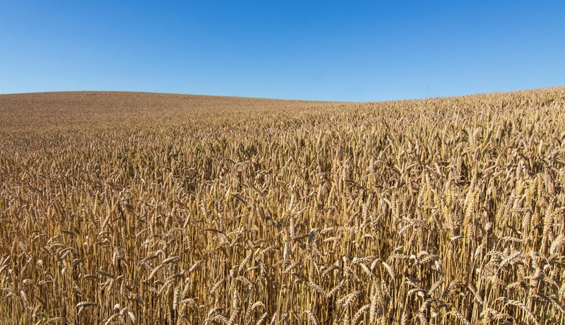 Krísa í kornframleiðslu