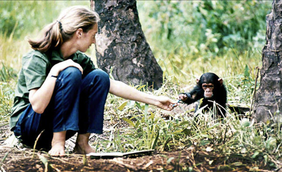 Vísindakonan Jane Goodall rannsakaði atferli simpansa og braut blað í skilningi á atferli þeirra og líkindi við mannlega hegðun. Hún sagði stærstu ógnina við framtíð mannkyns vera áhugaleysi. 