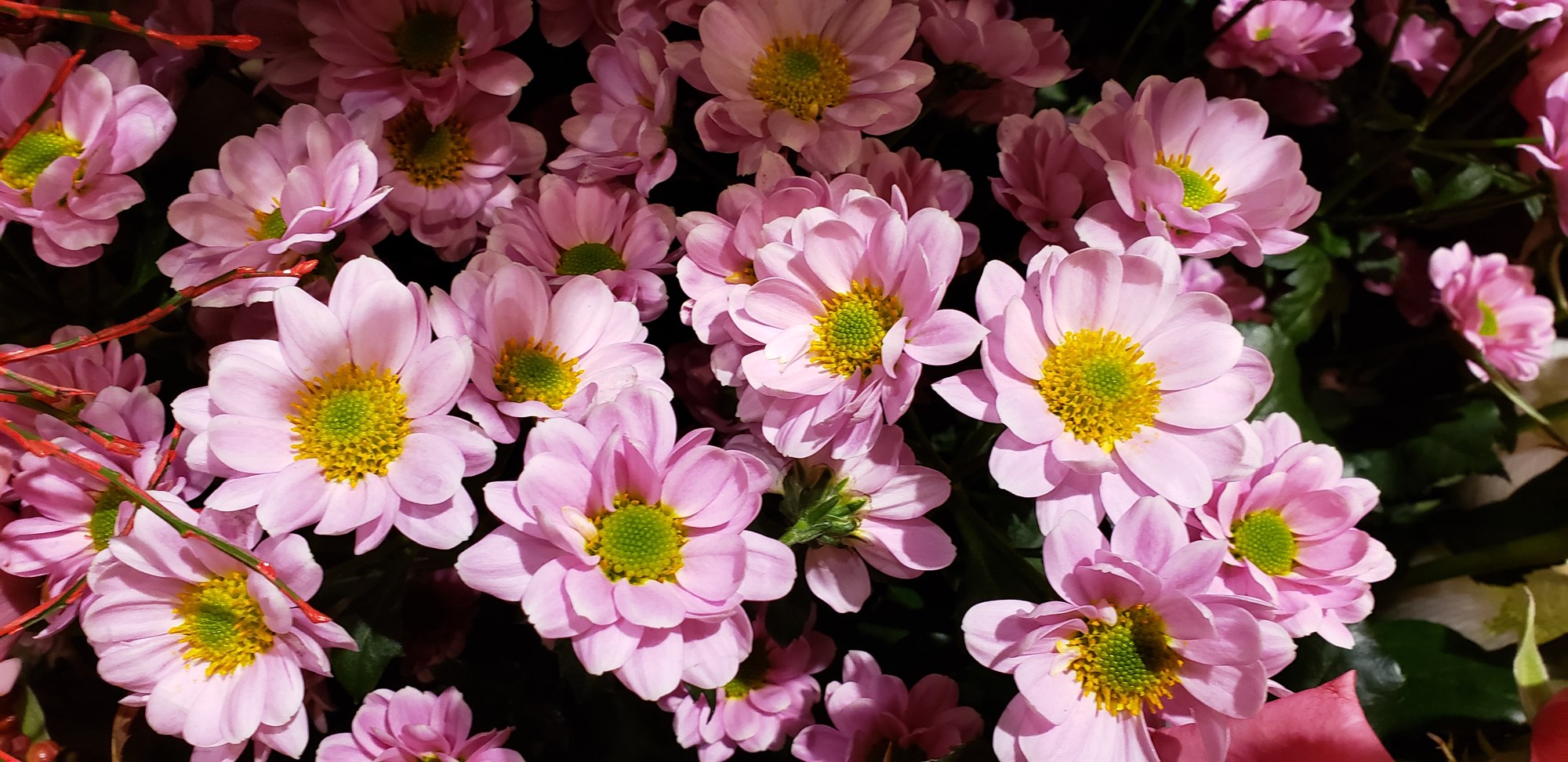 Krýsi – tryggðablóm