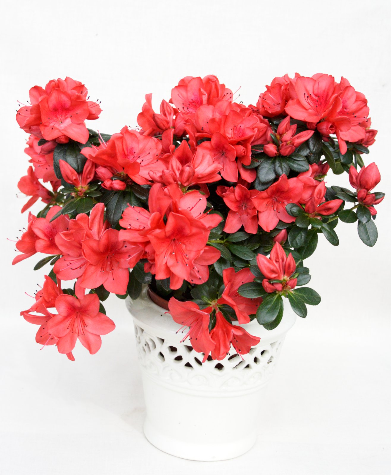 Hin ástsæla azalea og annað skylt