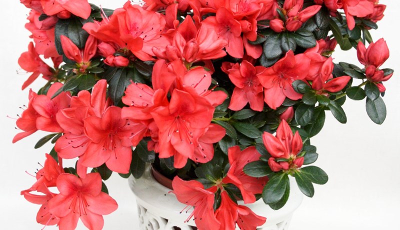 Hin ástsæla azalea og annað skylt