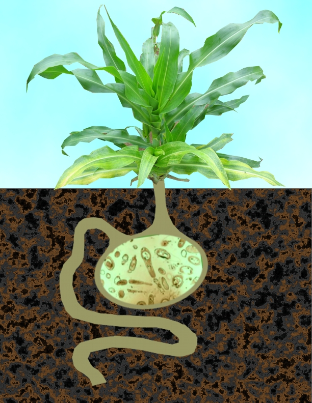 Verður bóndinn læknir framtíðarinnar?