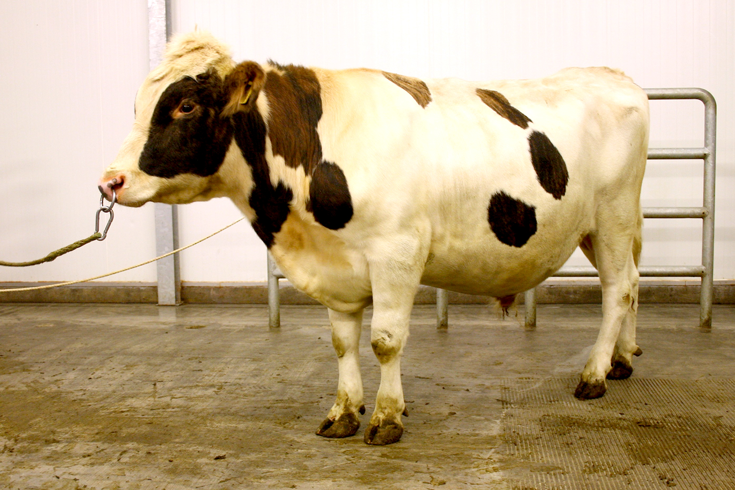 Jarfi frá Helgavatni besta nautið