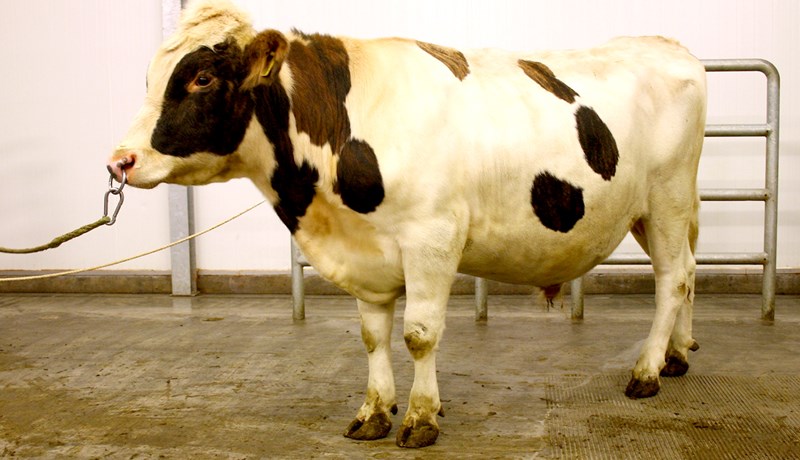 Jarfi frá Helgavatni besta nautið