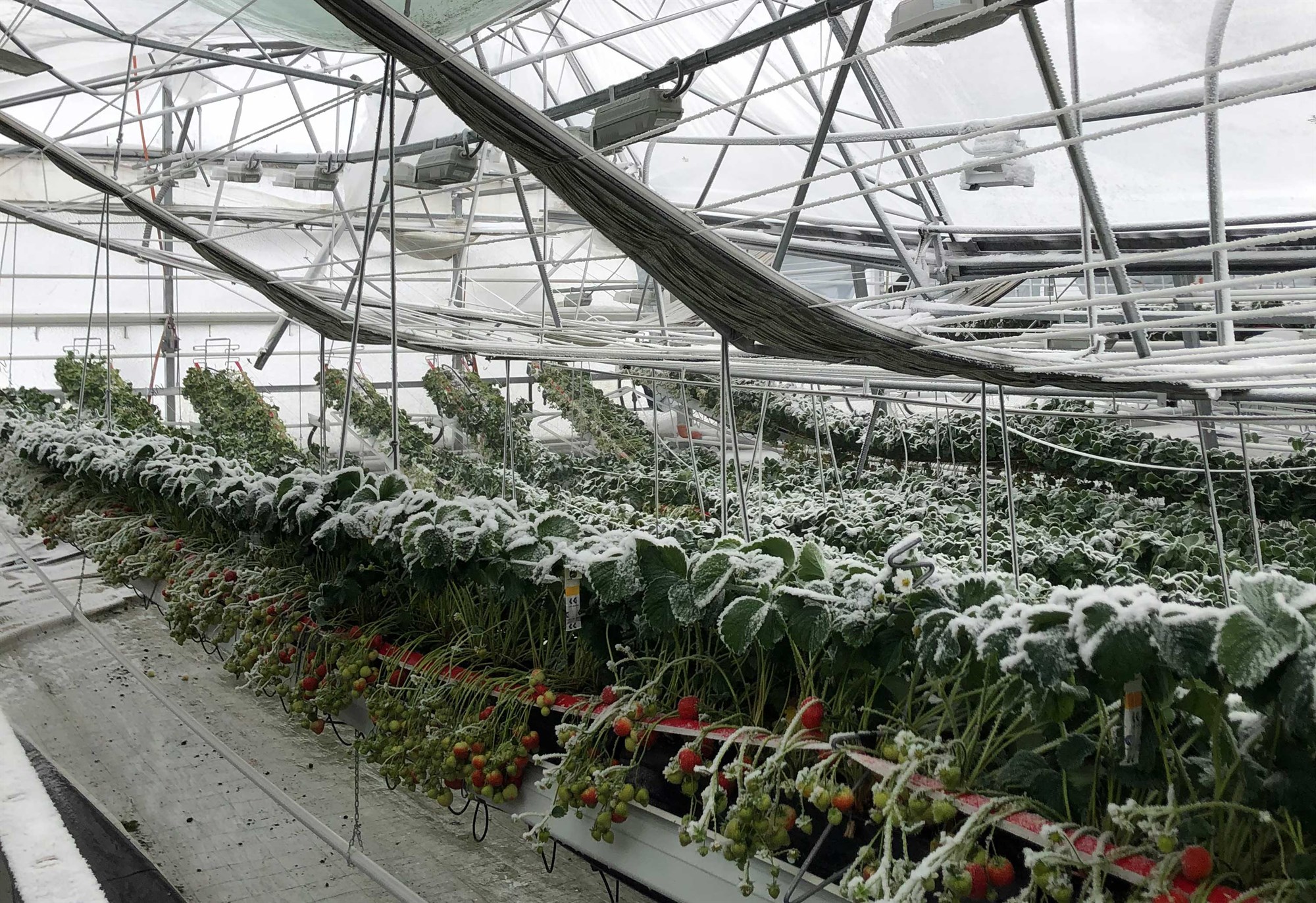 Garðyrkjustöð eyðilagðist í óveðrinu