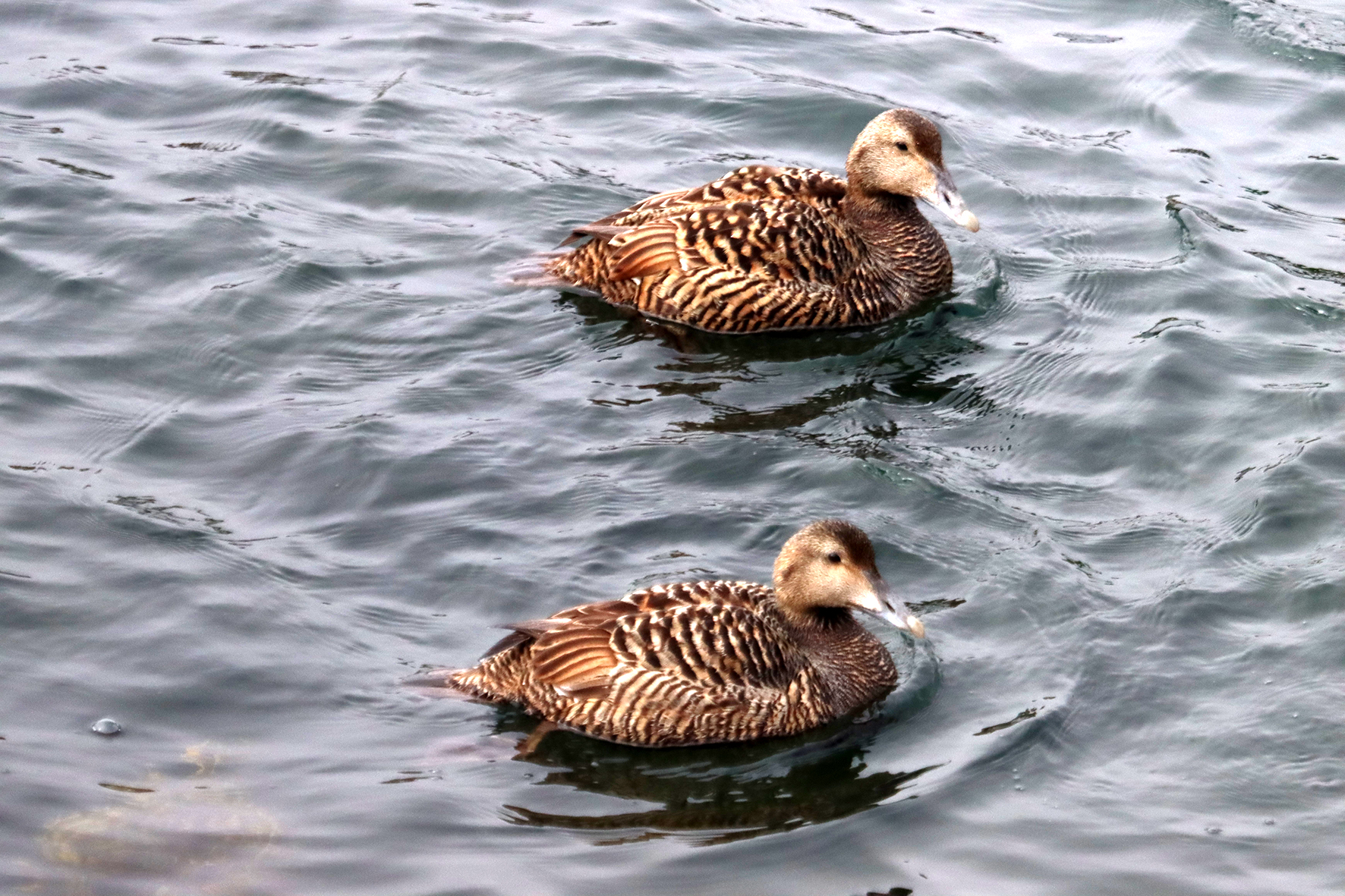 Vísbending um minnkandi varp eða breytta hegðun