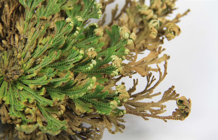 Nokkrum klukkustundum eftir vökvun er áður skraufþurr og brún Jeríkórósin orðin mjúk og græn og af henni leggur milda jarðarangan.