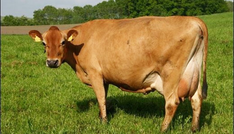 Áfram um erfðamengi