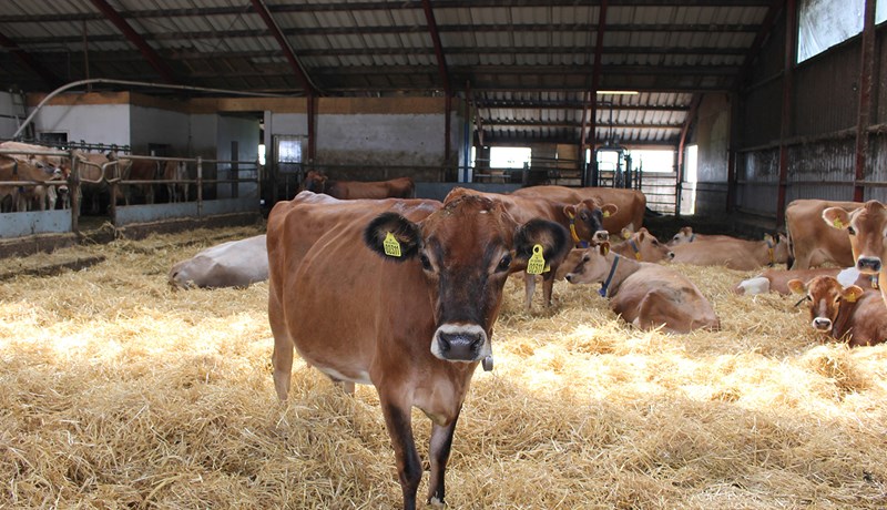Innleiða kolefnisgjald á landbúnað í Danmörku