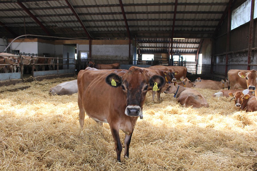 Dönsk kýr af Jersey-kyninu.