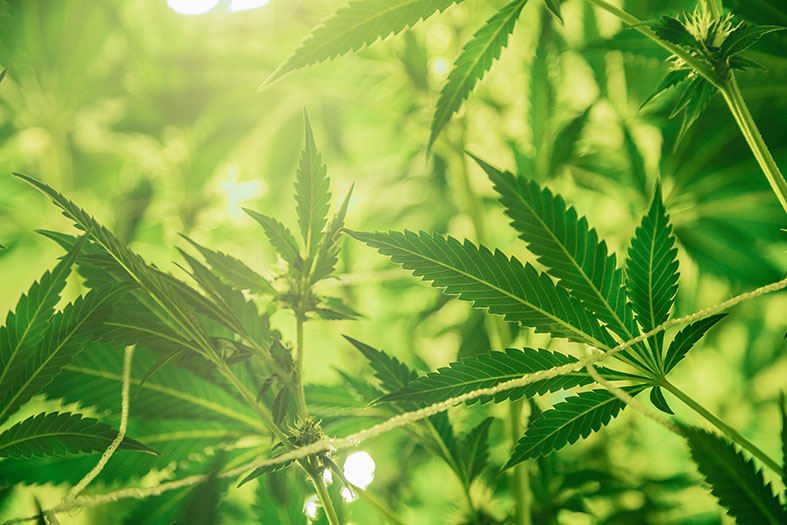 Ný forysta Hampfélagsins