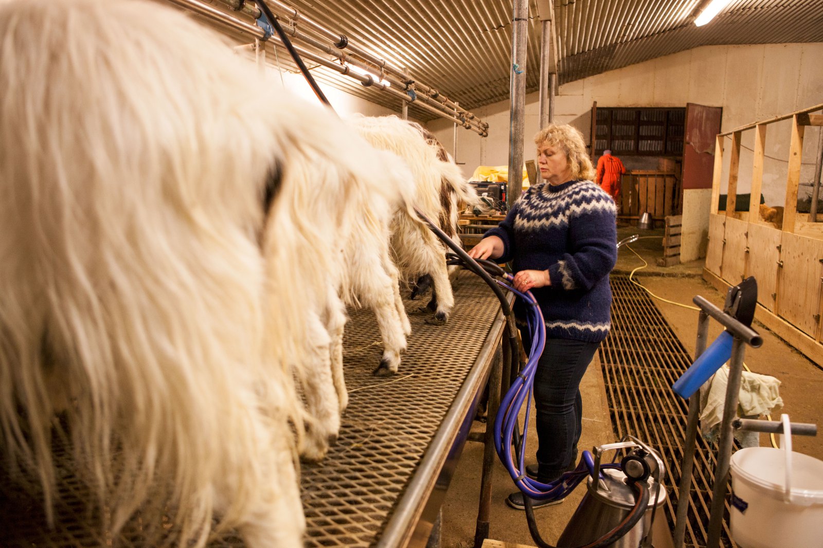 Ónýtt verðmæti í mjólk sauða og geita