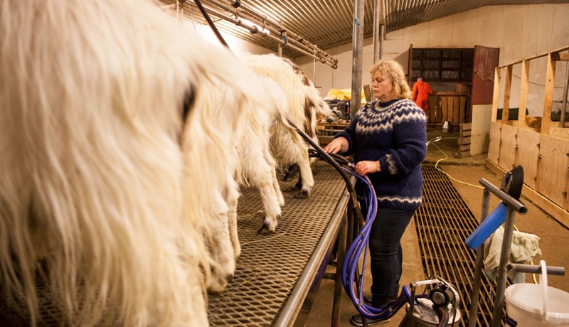 Ónýtt verðmæti í mjólk sauða og geita