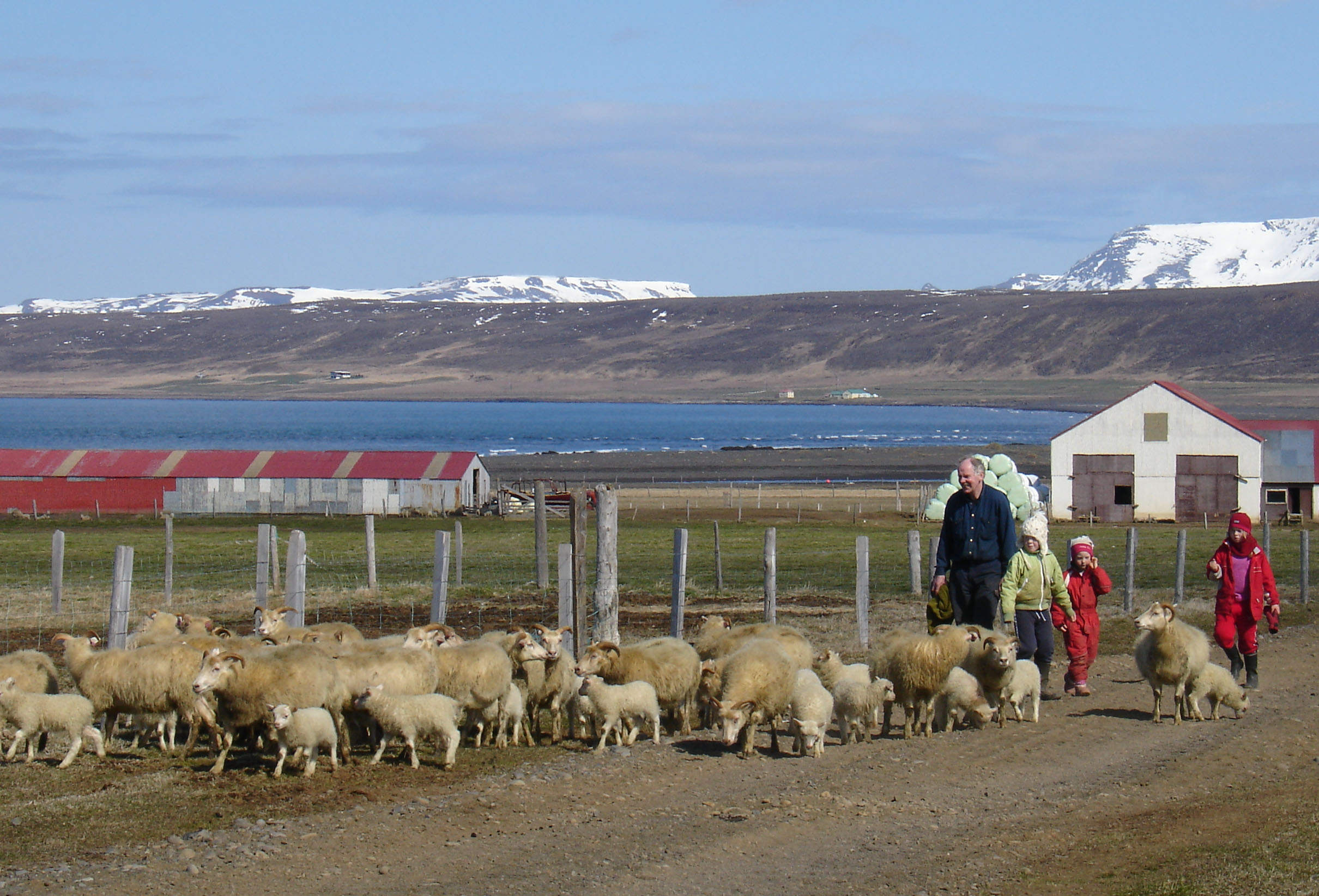 Rekstur sauðfjárbúa 2014–2017