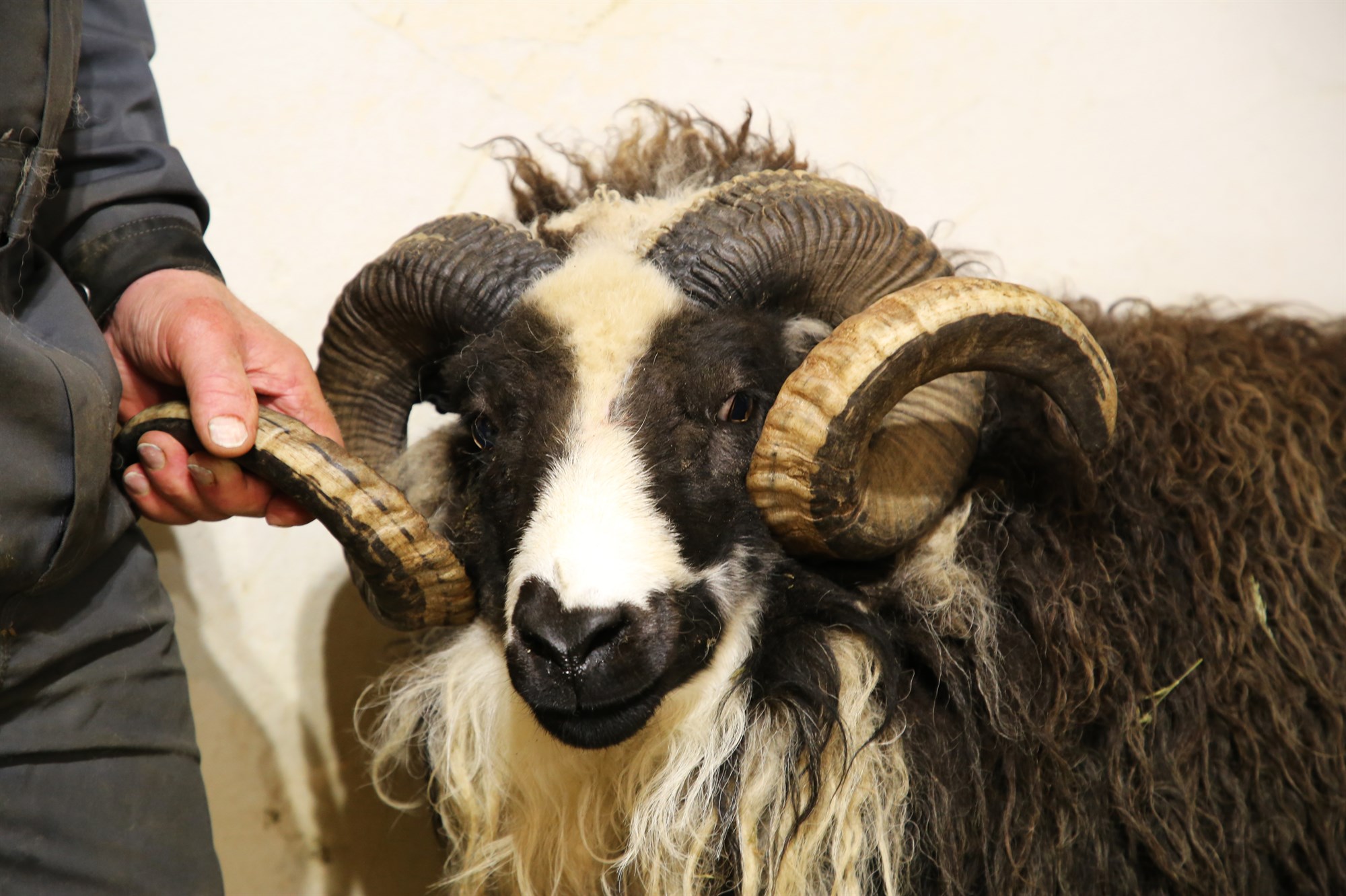 Forystuféð og Fjárvís