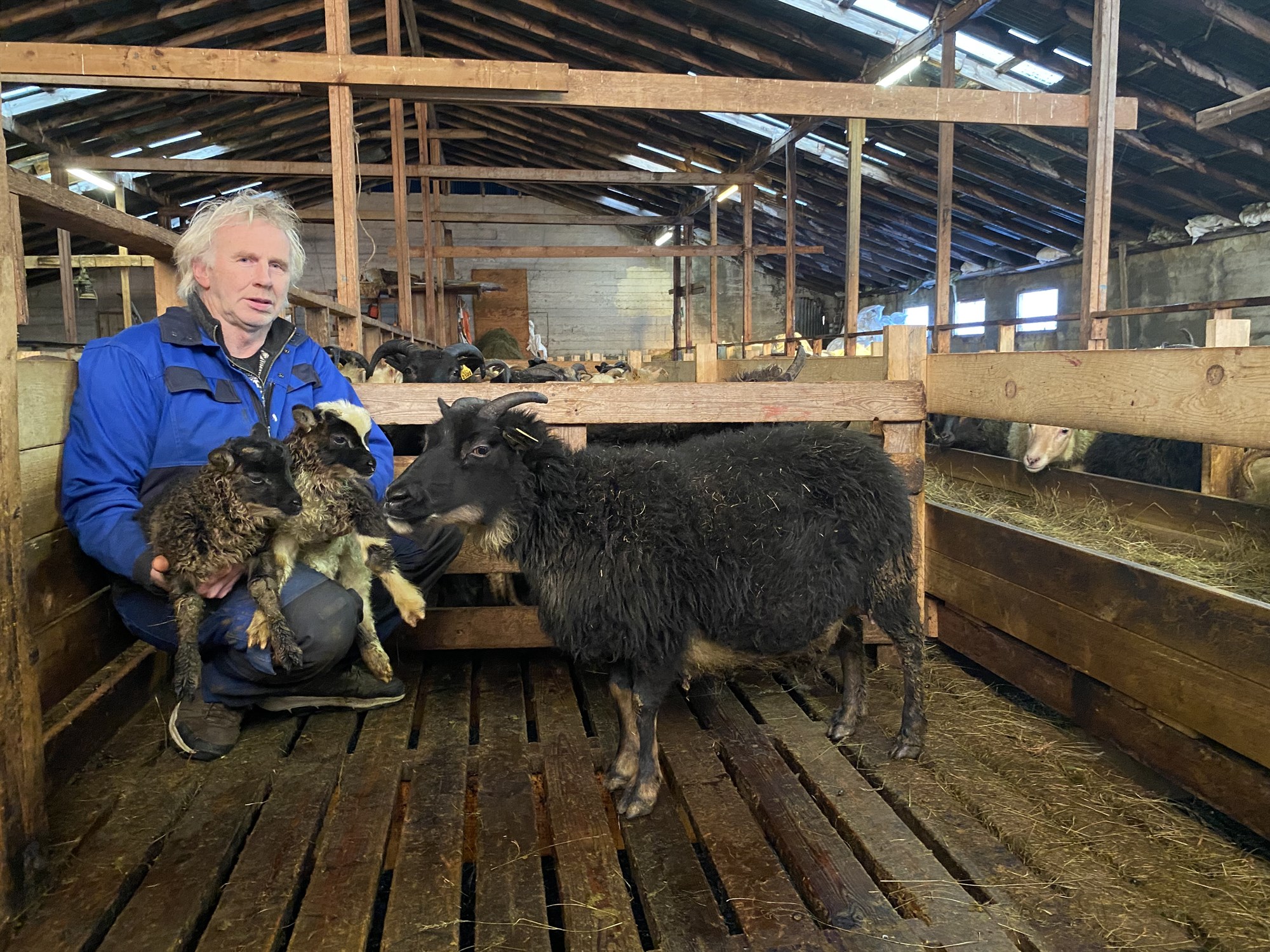 Nýárslömbin Frosti og Fannar