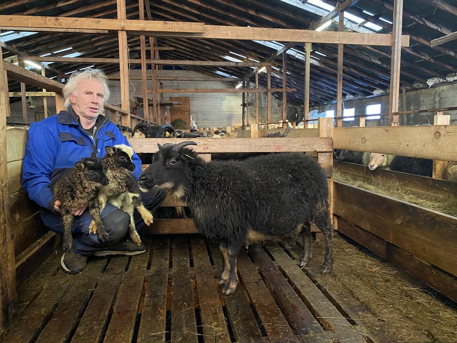 Sigurður Ólafsson með lömbin og Rökkvu. Frosti er svartbotnóttur flekkóttur og Fannar er svartbotnóttur.