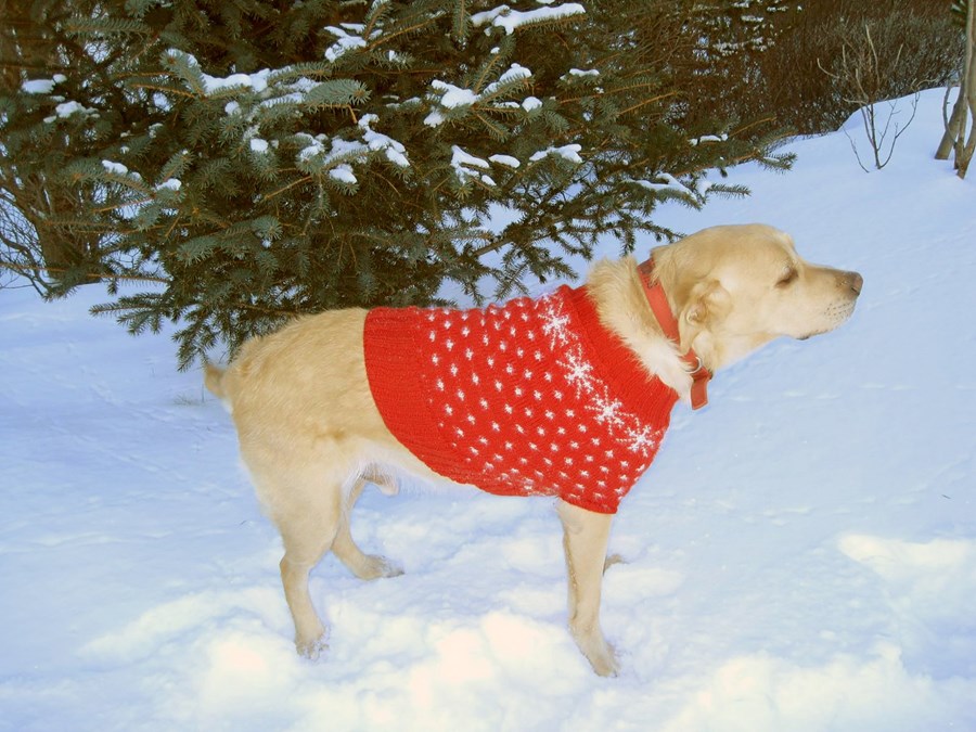 Jólapeysan hans Sindra