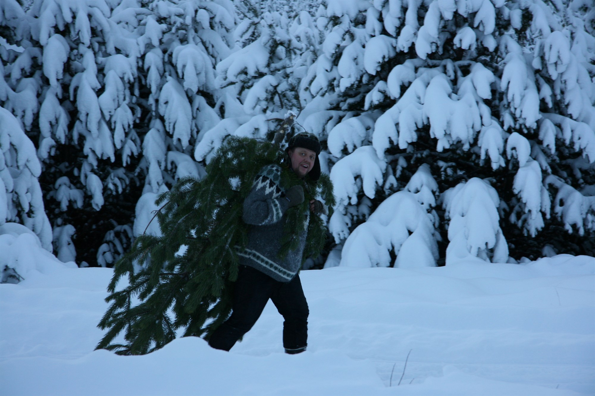 Íslensku jólatrén sækja í sig veðrið