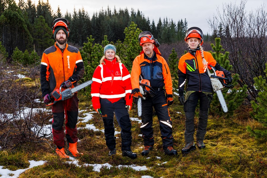 Hér sést flokkur skógarhöggsmanna í Heiðmörk sem vinnur að því að sækja og saga jólatré. Mest er höggvið af furu og nýtist jólatrjáaframleiðslan sem nauðsynleg grisjun. Á myndinni eru Halldór Indriðason, Þórveig Jóhannesdóttir, Sævar Hreiðarsson og Hjördís Jónsdóttir. 