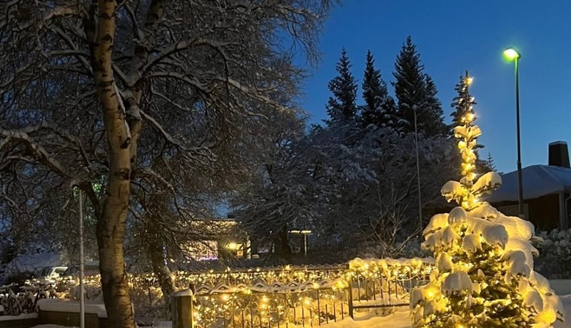 Íslensku jólatrén sækja enn í sig veðrið