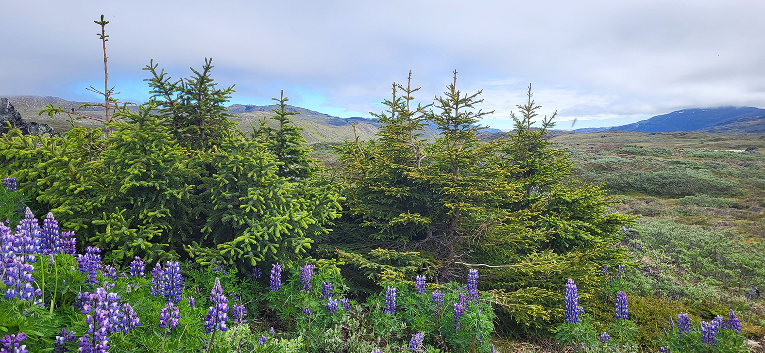 Jólatrjáalundur hreindýrabóndans