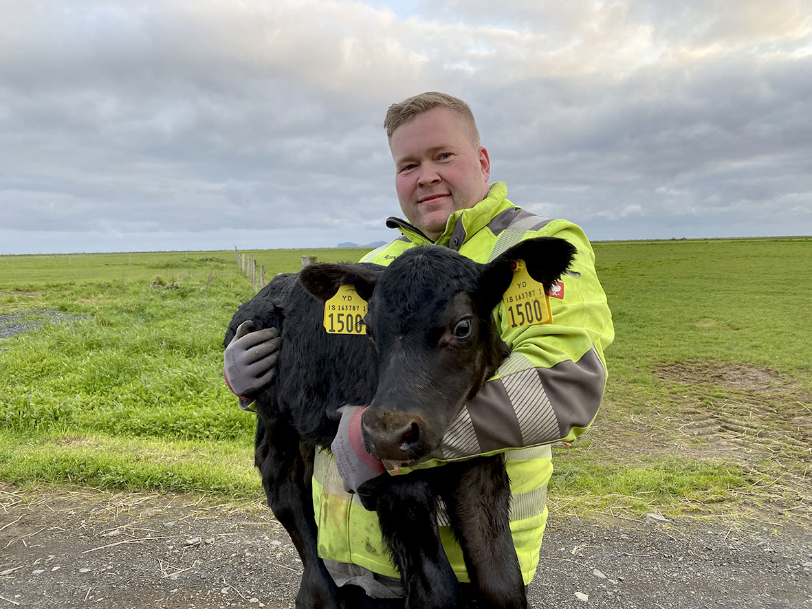 Hraðvöxnustu nautin í Nýjabæ