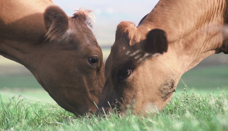 Dýravelferðarvottanir