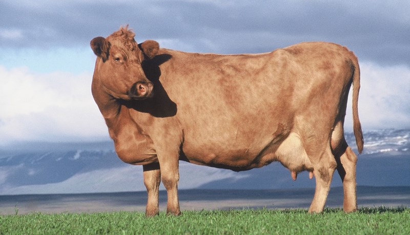 Fjárfestingastuðningur í nautgriparækt vegna framkvæmda 2018