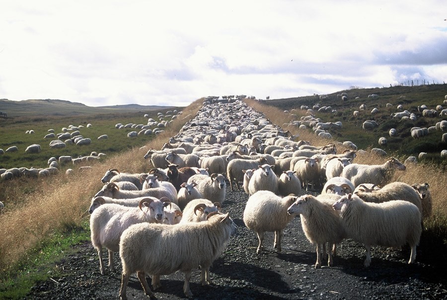 123 sauðfjárbú í landinu með yfir 600 fjár