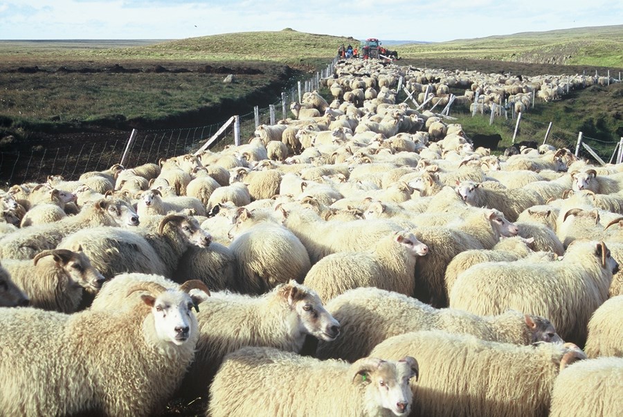 Opnað fyrir skil á haustskýrslum 2019
