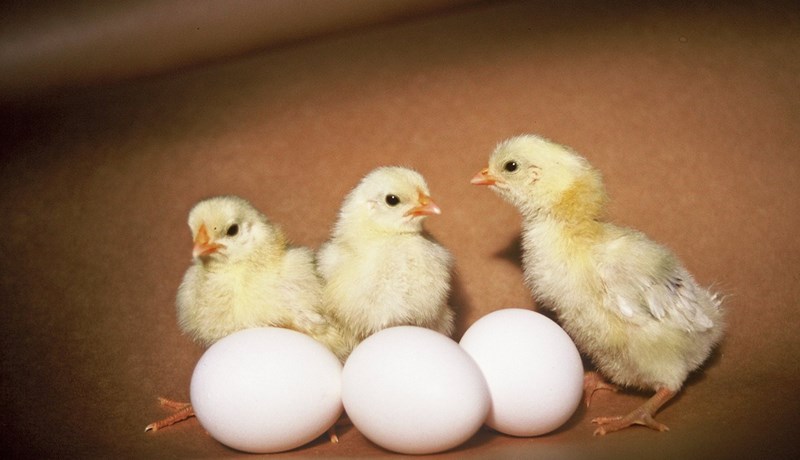 Um 773 þúsund kjúklingar framleiddir á 27 búum