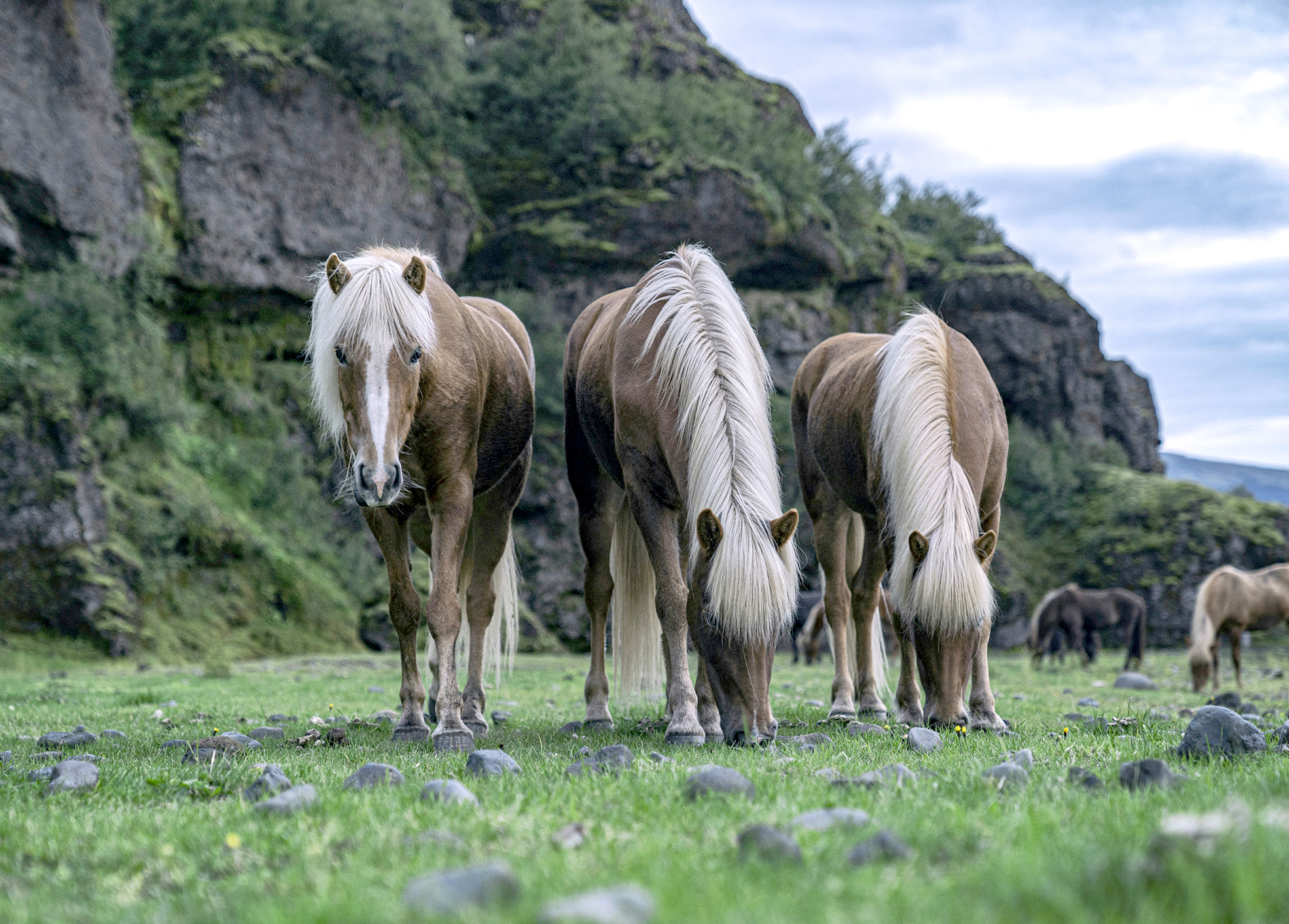 „Íslensk hrossarækt er á heimsmælikvarða“