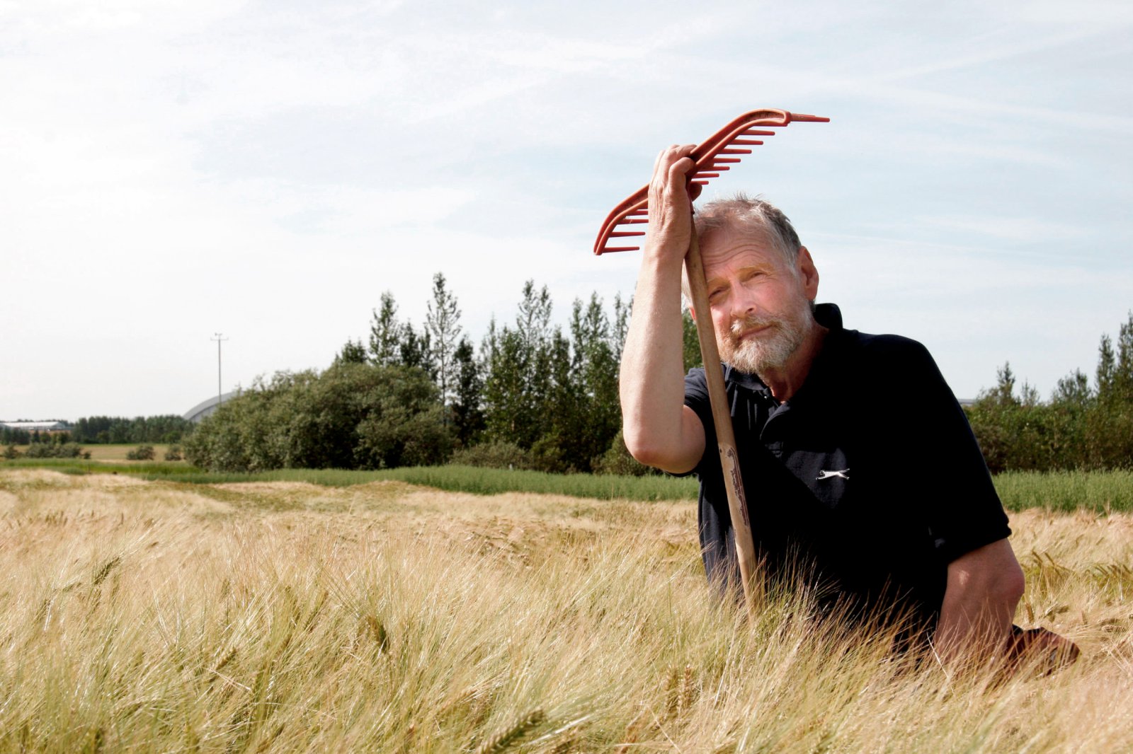 Látlaus bleytutíð í haust hefur leikið kornbændur grátt