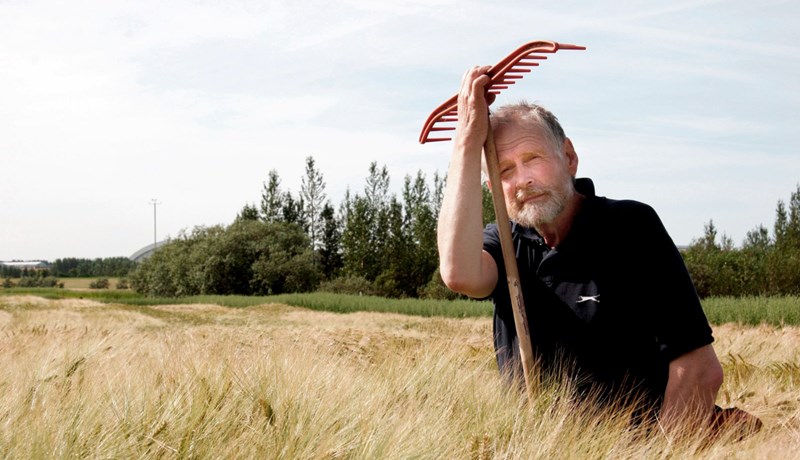 Látlaus bleytutíð í haust hefur leikið kornbændur grátt