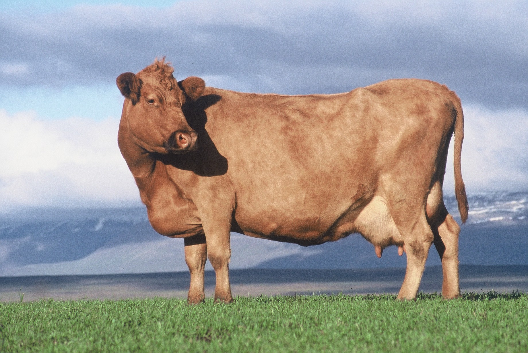 Íslenskar mjólkurkýr reynast vel í lífrænum búskap