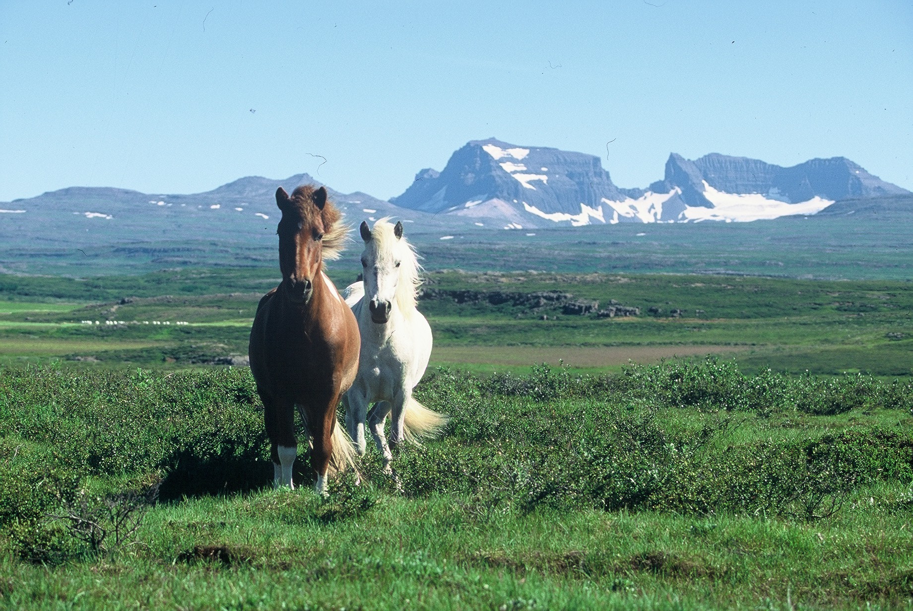 Velferð hrossa - fyrri grein