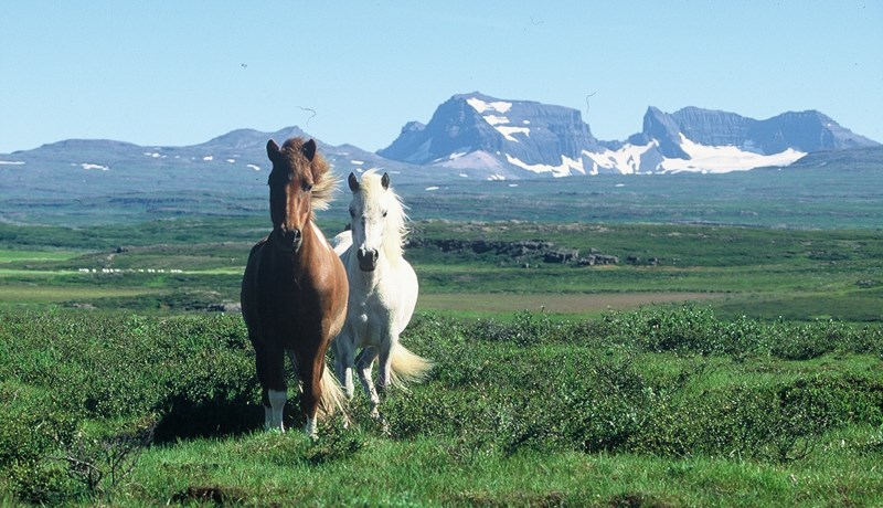 Velferð hrossa - fyrri grein
