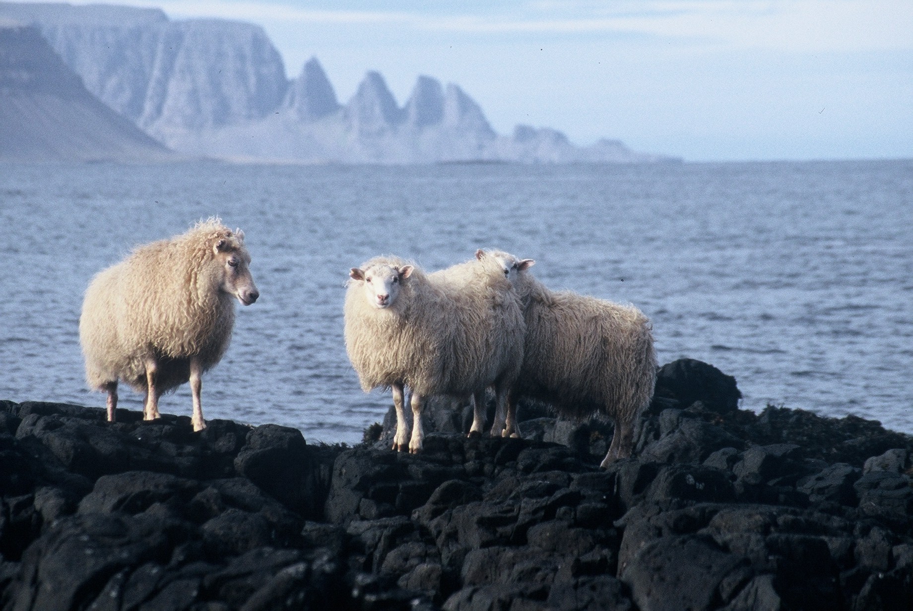 Könnun á meðal sauðfjárbænda