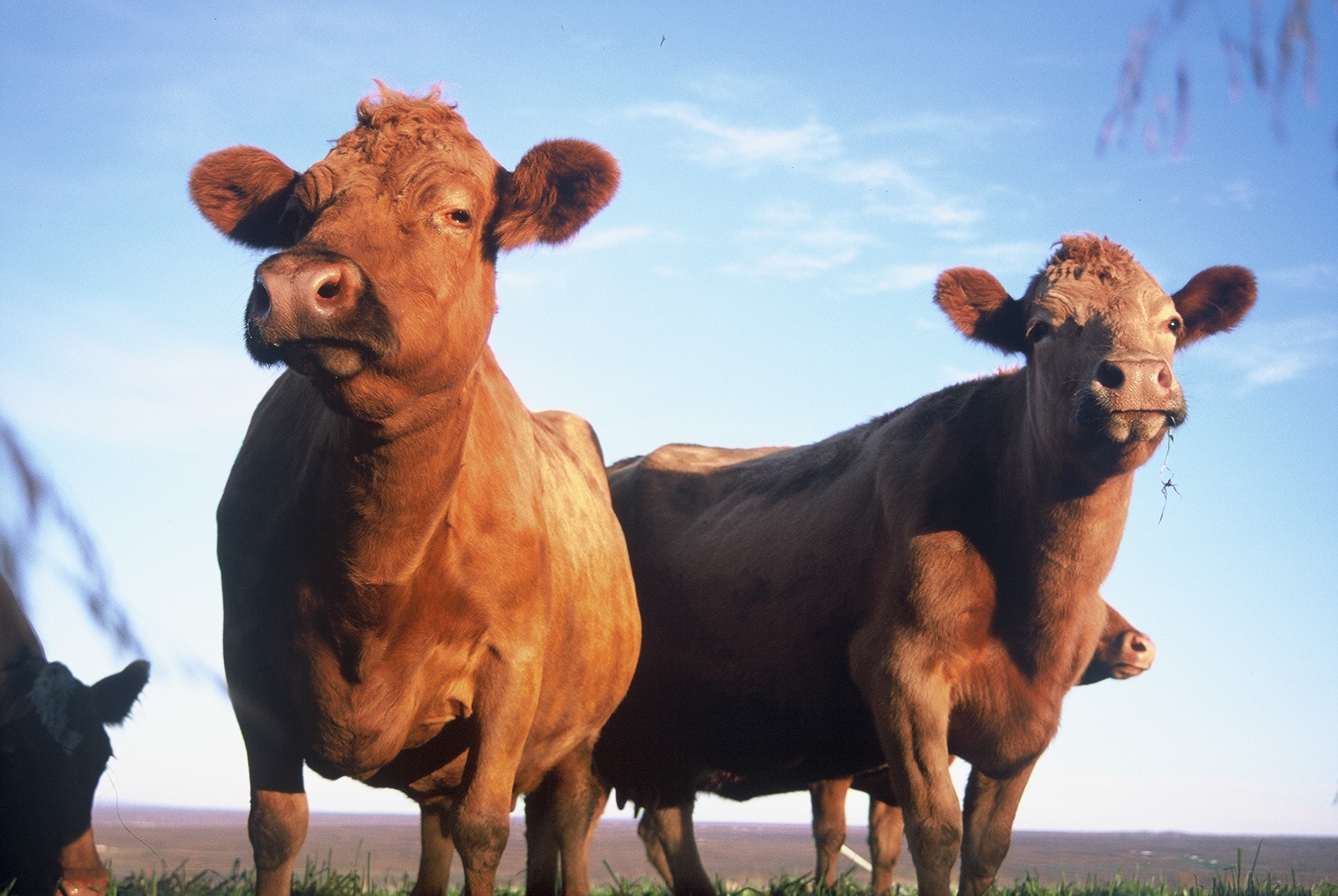 Metanminnkandi kúafóður hluti loftslagsstefnu