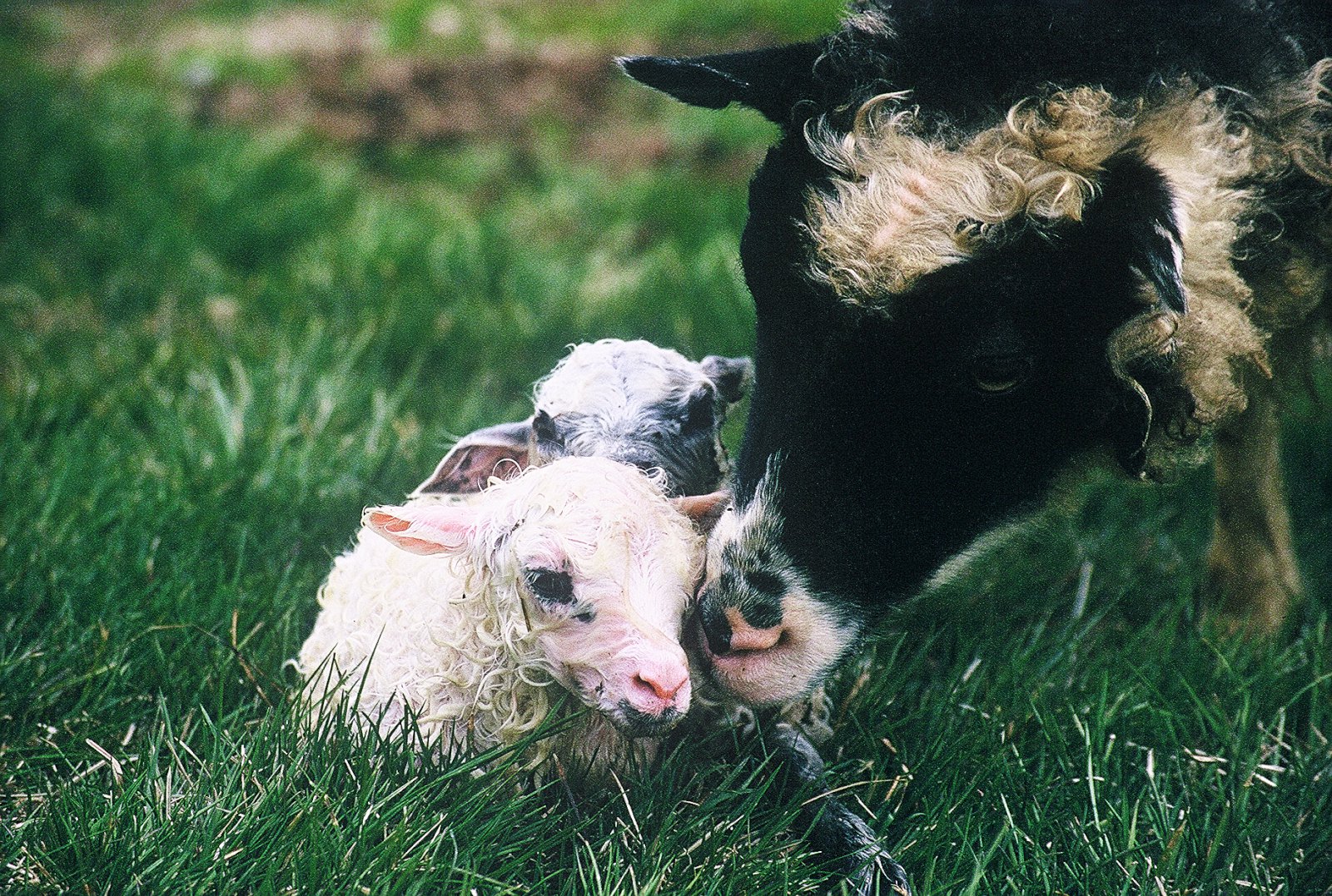 Til áréttingar við sauðburð og önnur vorverk