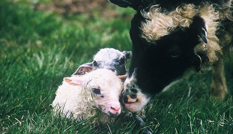 Til áréttingar við sauðburð og önnur vorverk