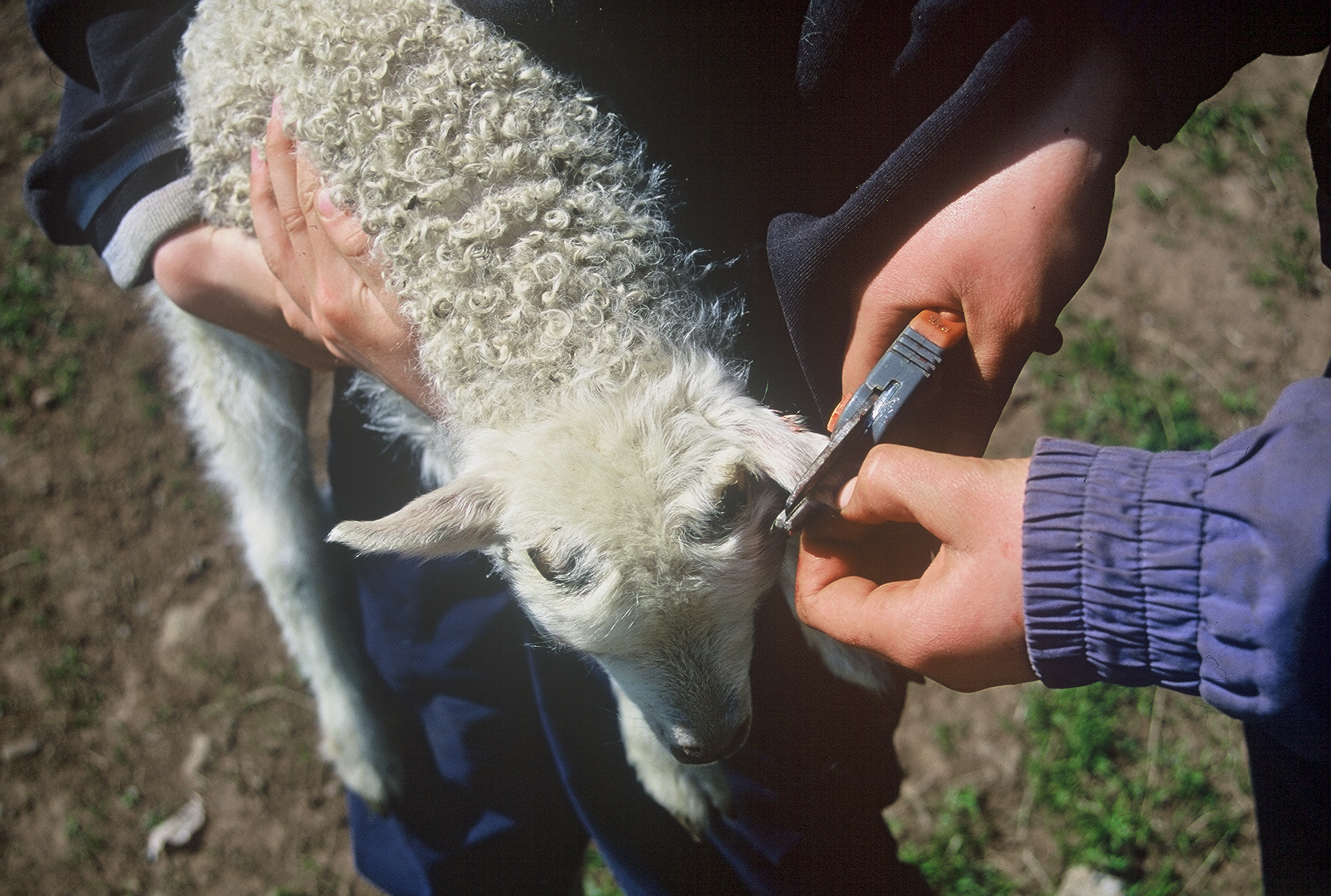 Um mörk og merkingar búfjár